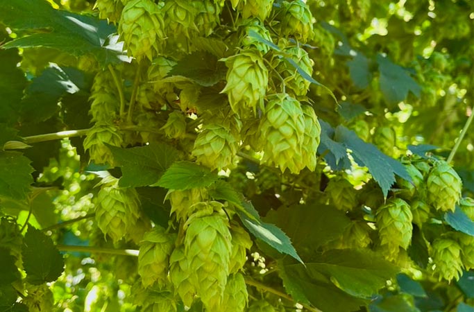 Houblon Chinook