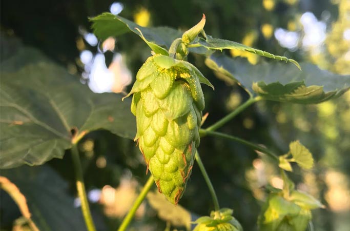 Houblon Sorachi Ace